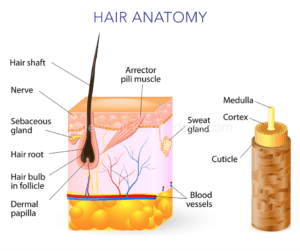  Laser Hair Removal